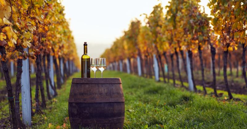 Istrische Spezialitäten, Wein und Olivenöl