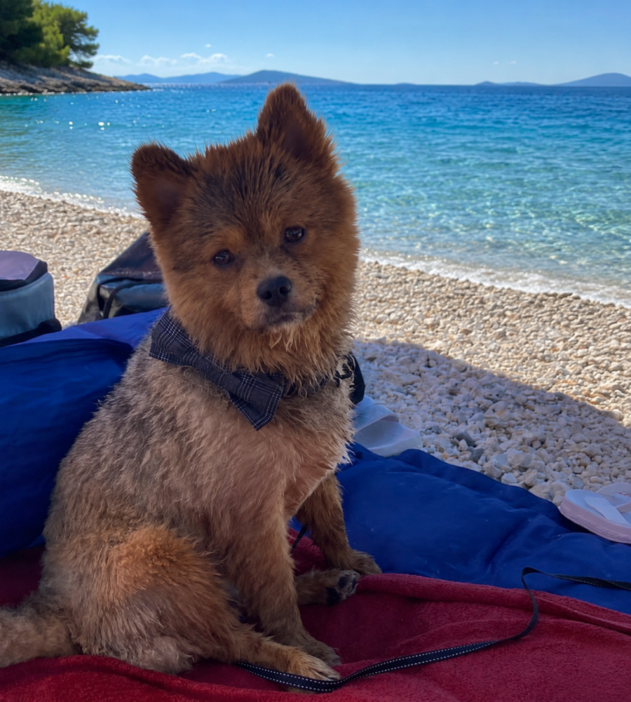 Urlaub mit Hund in Kroatien 
