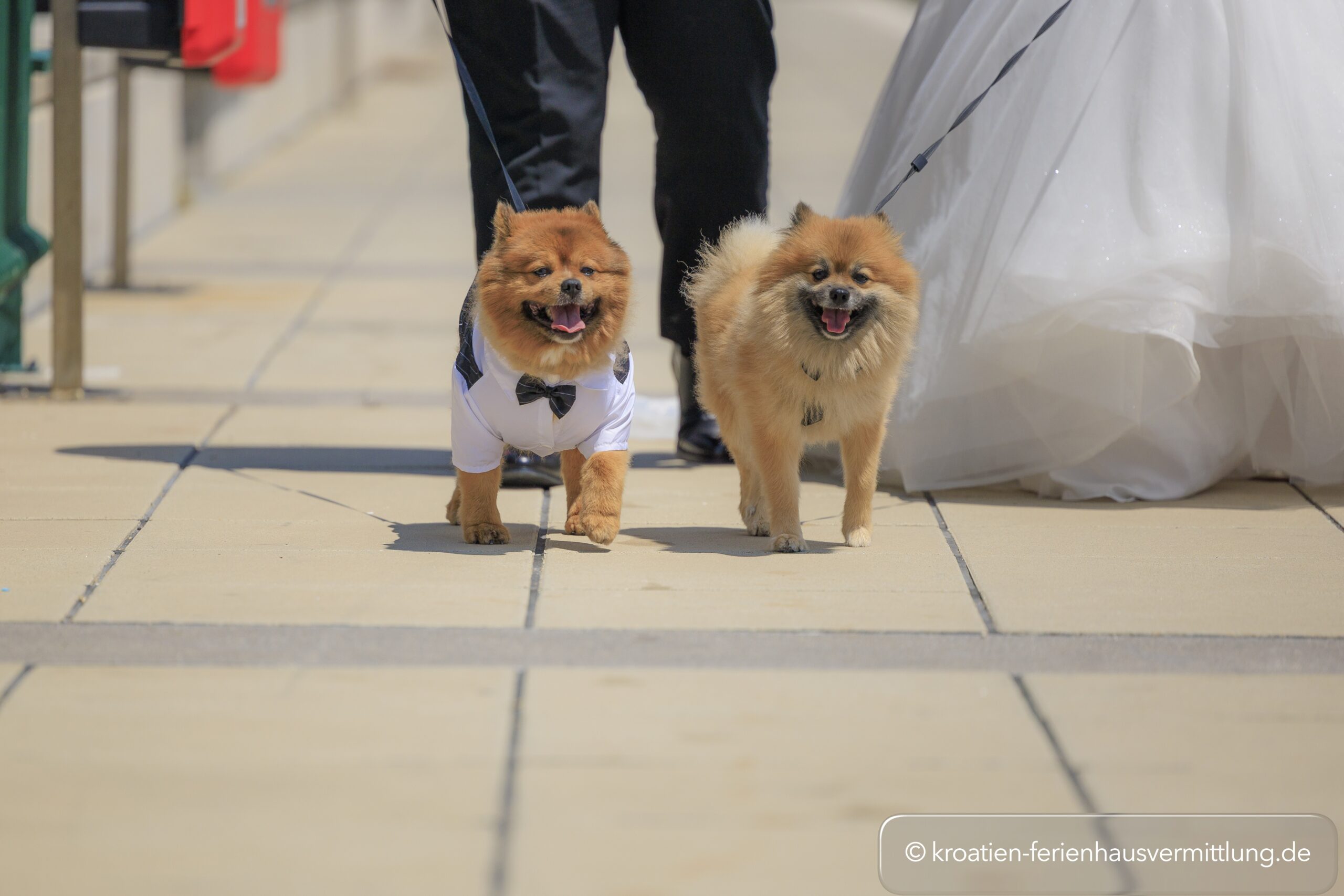 Hochzeit in Kroatien mit Hund